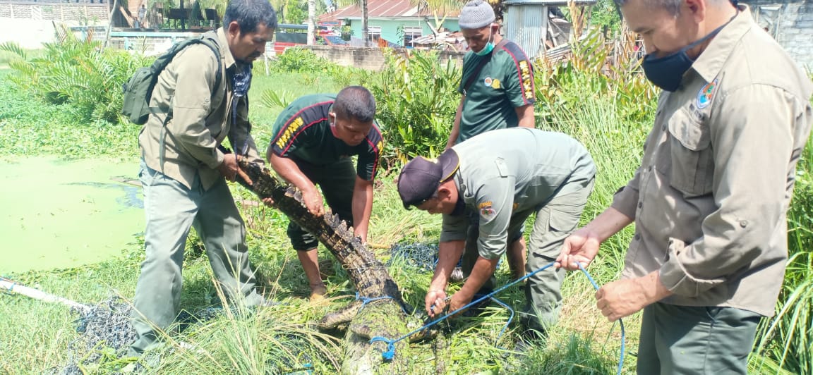 Buaya