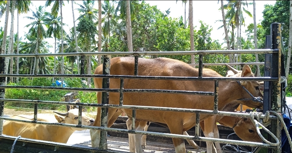 Pt Gkp Salurkan 10 Ekor Sapi Kurban Ke Warga Lingkar Tambang